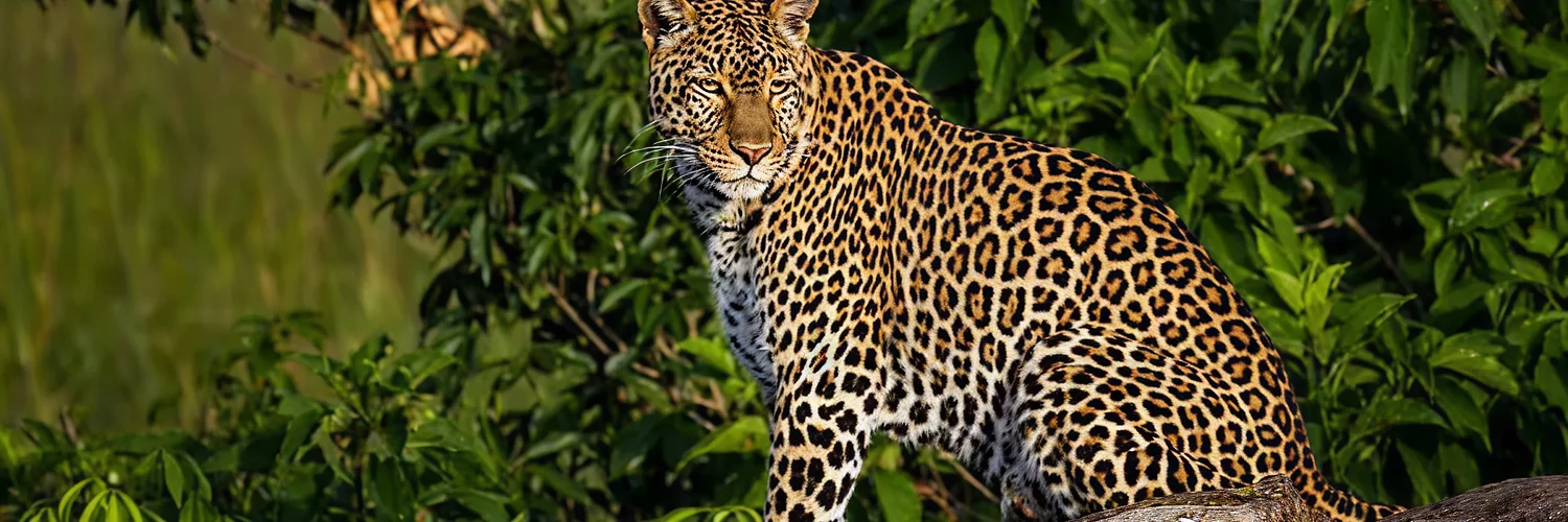 mauritius images - 03944773 - Kenya, Masai Mara, Mara North Conservancy, Leopard Gorge, Narok 1.webp